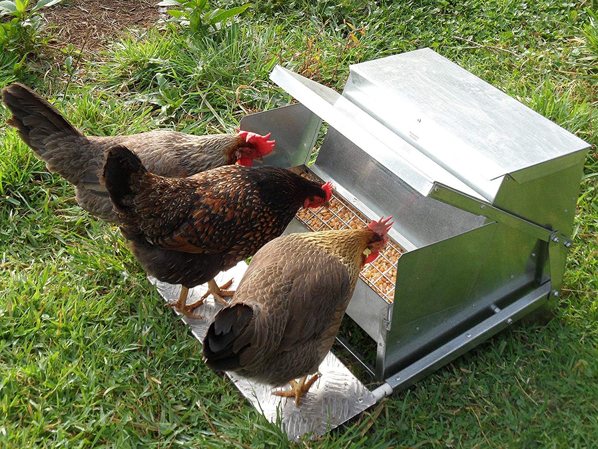 Chicken Feeders-Waterers